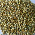 Green-Millet-Seeds