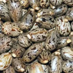 castor-seeds-background-scientific-name-ricinus-communis-34563164