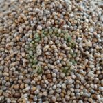 green-millet-seeds-1384926