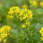 how-to-grow-mustard-seeds-1701588629